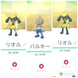 色違いリオル2♂♀93% 東京産色違いバルキー　アカウント販売