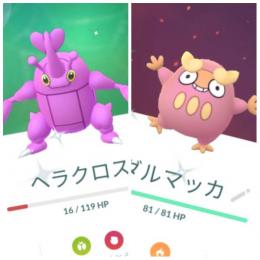 色違いヘラクロス♀ 国内産ダルマッカ アカウント販売