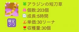 【限定２－２】アラジンの短刀草　４００個