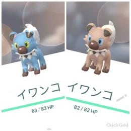 東京産色違いイワンコ(たそがれ)♀通常東京産イワンコ(たそがれ)♂アカウント販売