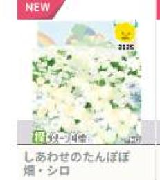 しあわせのたんぽぽ畑・シロ　　その他１
