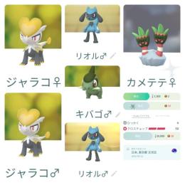 全300匹■色違い東京産カメテテ■沖縄産リオル2、キバゴ、ジャラコ2など