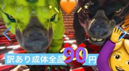 公式PVE 🌟訳あり成体全品90円均一🎁✨️