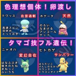 🔥特価❗️国産✨タマゴ渡し色理想個体✨オシャボ入り！