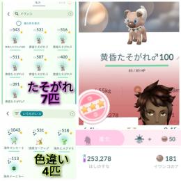 たそがれ黄昏イワンコ通常色7匹(個体値100含)💡色違い4匹