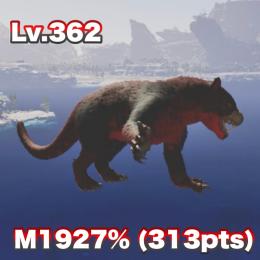 🐯ティラコレオ🐯  【胚70円、成体500円‼️】 ASA 公式PvE