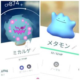 東京産色違いミカルゲ＆メタモン＆スリープ 通常マラカッチ ぺラップ♂♀ アカウント販売