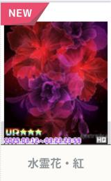 水霊花・紅