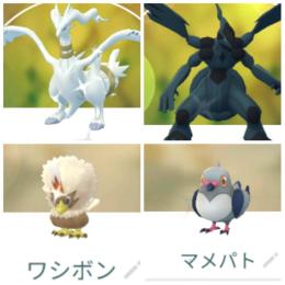 東京産色違いゼクロム＆レシラム＆ワシボン＆マメパト 通常シンボラー アカウント販売