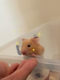 おんっとにー様専用