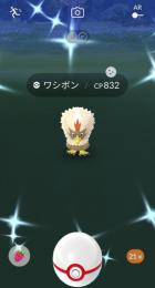 色違いワシボンのアカウント販売