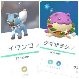 色違いイワンコ ホリデータマザラシ通常キュワワー♂♀ アカウント販売
