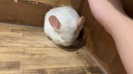 プロフ画像
