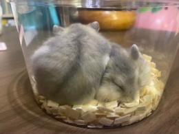 プロフ画像