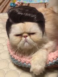 プロフ画像
