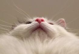プロフ画像