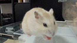 プロフ画像