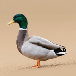 プロフ画像